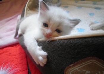 mâle blue bicolour RESERVE - Chatterie Ragdolls du Val de Beauvoir