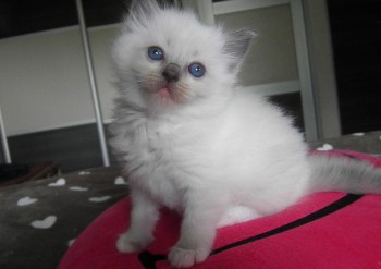 femelle blue mitted RESERVEE - Chatterie Ragdolls du Val de Beauvoir