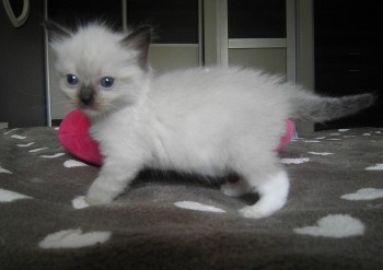 femelle seal mitted n°2 RESERVEE - Chatterie Ragdolls du Val de Beauvoir