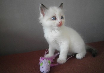 chaton mâle seal bicolour n°2  - Chatterie Ragdolls du Val de Beauvoir