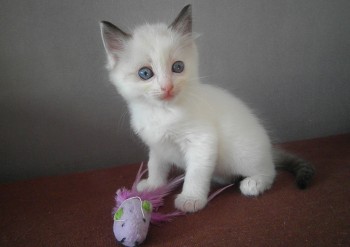 chaton mâle seal bicolour n°2  - Chatterie Ragdolls du Val de Beauvoir