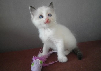 chaton mâle seal bicolour n°2 DISPONIBLE RESERVATION - Chatterie Ragdolls du Val de Beauvoir