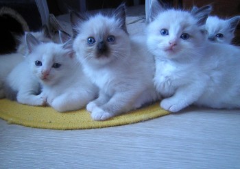 chatons - 6 semaines - Chatterie Ragdolls du Val de Beauvoir