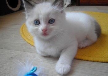 mâle seal bicolour n°2  - Chatterie Ragdolls du Val de Beauvoir