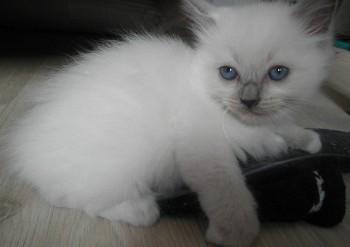 femelle blue mitted -  6 semaines - Chatterie Ragdolls du Val de Beauvoir