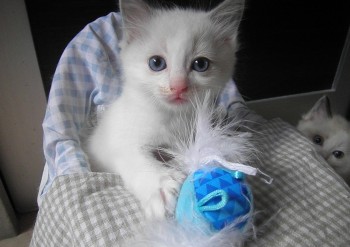 mâle blue bicolour - Chatterie Ragdolls du Val de Beauvoir