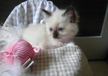 femelle seal mitted n°1 - Chatterie Ragdolls du Val de Beauvoir