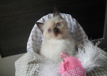 femelle seal point mitted n°2 - Chatterie Ragdolls du Val de Beauvoir