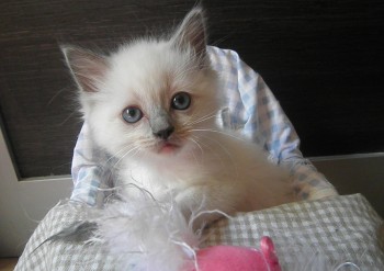 femelle blue point-mitted - Chatterie Ragdolls du Val de Beauvoir