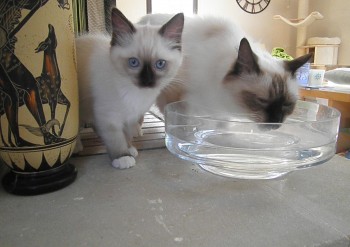 femelle seal mitted  2 et Holly - Chatterie Ragdolls du Val de Beauvoir