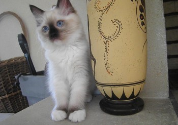 femelle seal mitted 1 - Chatterie Ragdolls du Val de Beauvoir