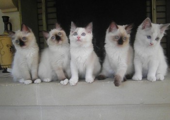 chatons 10 semaines - Chatterie Ragdolls du Val de Beauvoir