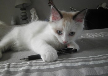 chaton mâle seal bicolour n°2  - Chatterie Ragdolls du Val de Beauvoir