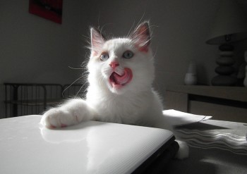 mâle blue bicolour - Chatterie Ragdolls du Val de Beauvoir