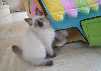 femelle seal colourpoint  - Chatterie Ragdolls du Val de Beauvoir