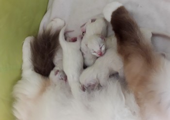 chatons  - 2 jours - Chatterie Ragdolls du Val de Beauvoir