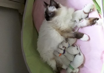 chatons à 4 jours - Chatterie Ragdolls du Val de Beauvoir