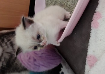 Miss VERT POMME seal mitted avec 