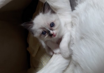 femelle seal mitted - 5 semaines - Chatterie Ragdolls du Val de Beauvoir