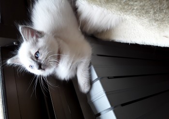 mâle blue point-mitted 7 semaines (collier marron) - Chatterie Ragdolls du Val de Beauvoir