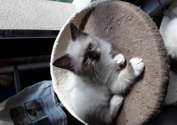 femelle seal point-mitted 8 semaines (collier violet) - Chatterie Ragdolls du Val de Beauvoir