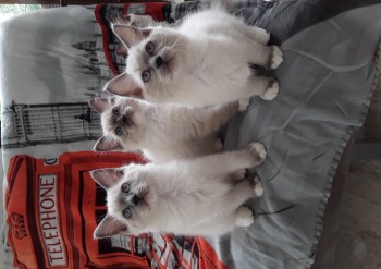 chatons : le trio - Chatterie Ragdolls du Val de Beauvoir