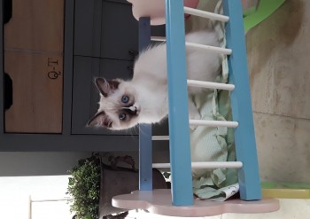 femelle seal point-mitted - Chatterie Ragdolls du Val de Beauvoir