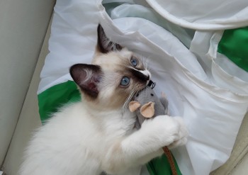 femelle seal point-mitted - Chatterie Ragdolls du Val de Beauvoir