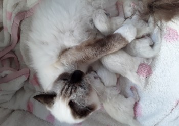 la portée des 5 chatons à 4 jours - Chatterie Ragdolls du Val de Beauvoir