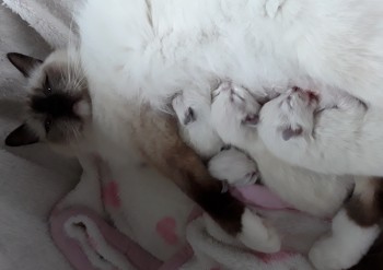 Holly et ses 5 chatons - 4 jours - Chatterie Ragdolls du Val de Beauvoir