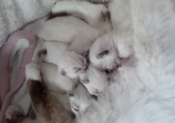 la portée des 5 chatons à 8 jours - Chatterie Ragdolls du Val de Beauvoir