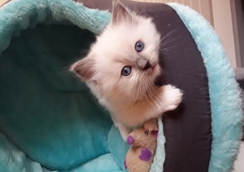 femelle blue point-mitted RESERVEE - Chatterie Ragdolls du Val de Beauvoir