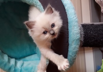 femelle blue point-mitted - Chatterie Ragdolls du Val de Beauvoir