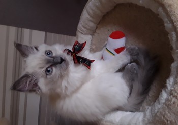 chaton blue colourpoint - Chatterie Ragdolls du Val de Beauvoir