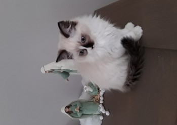 chaton et la crêche - Chatterie Ragdolls du Val de Beauvoir