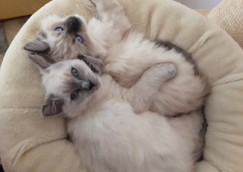 petit couple - Chatterie Ragdolls du Val de Beauvoir