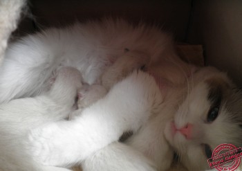 Portée Ginger - Chatterie Ragdolls du Val de Beauvoir