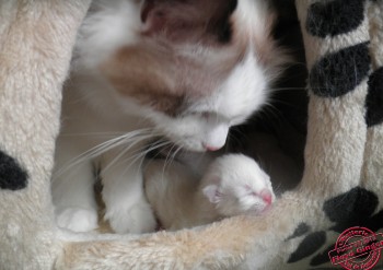 Portée Ginger - Chatterie Ragdolls du Val de Beauvoir