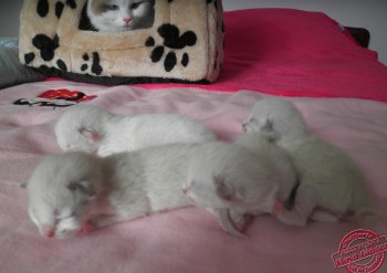 Portée Ginger - Chatterie Ragdolls du Val de Beauvoir