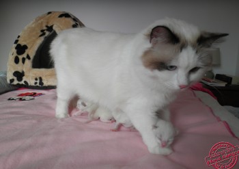 Portée Ginger - Chatterie Ragdolls du Val de Beauvoir