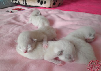 Portée Ginger - Chatterie Ragdolls du Val de Beauvoir