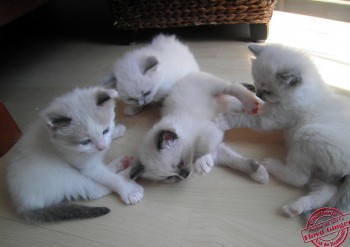 Les chatons à 1 mois - Chatterie Ragdolls du Val de Beauvoir