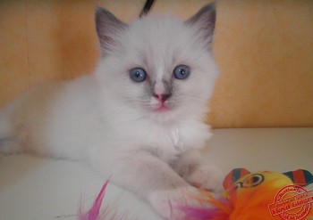 Hélios - Mâle Blue Point Mitted - Chatterie Ragdolls du Val de Beauvoir