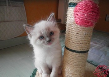 Hermione - Femelle Bleu Point Mitted - Chatterie Ragdolls du Val de Beauvoir