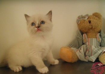 mâle bleu-mitted avec flamme 6 semaines - Chatterie Ragdolls du Val de Beauvoir