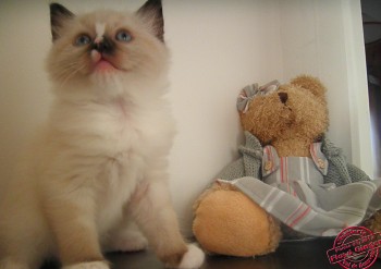 mâle seal-mitted avec flamme : 6 semaines - Chatterie Ragdolls du Val de Beauvoir