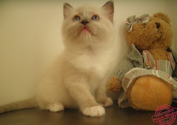 femelle bleu-mitted : 6 semaines - Chatterie Ragdolls du Val de Beauvoir