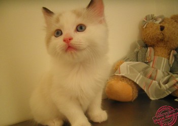 mâle seal-bicolour : 6 semaines - Chatterie Ragdolls du Val de Beauvoir