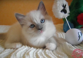 femelle blue mitted - 6 semaines - Chatterie Ragdolls du Val de Beauvoir