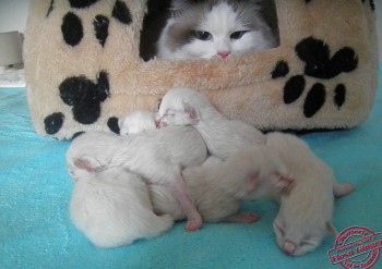 chatons - naissance - Chatterie Ragdolls du Val de Beauvoir